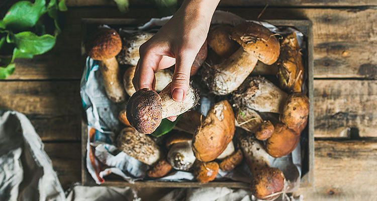 Mushroom Cold Storage