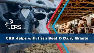 Ireland: Available Schemes for Dairy and Beef in 2024