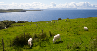 Local Produce: From Pasture to Plate