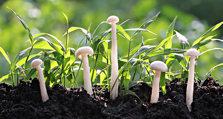 Mushroom Cold Storage