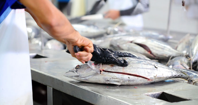 Tuna Preparation